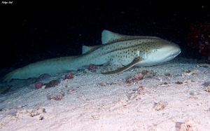 Maldives 2021 - Requin leopard - Leopard shark - Stegostoma fasciatum - DSC00767_rc